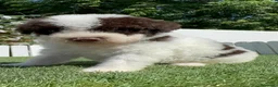 Perro de Agua Español perros en venta: PERRO DE AGUA ESPAÑOL - Anuncio 8