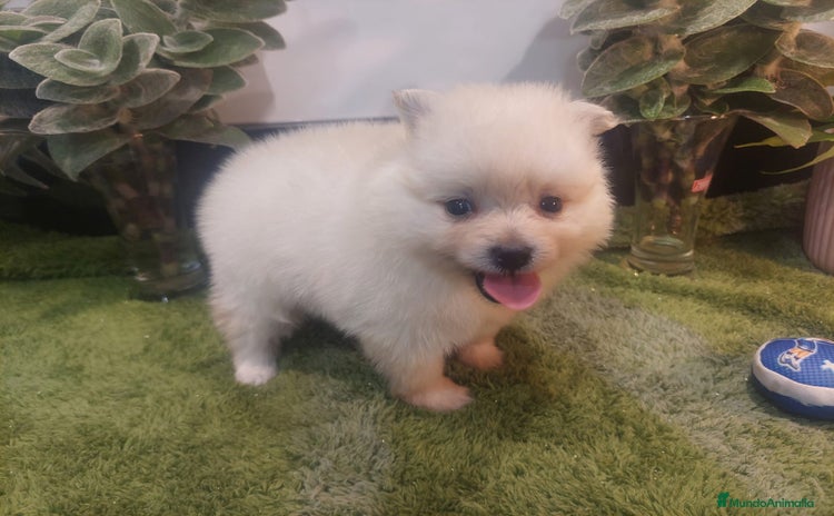 Pomerania perros - Anuncio 4