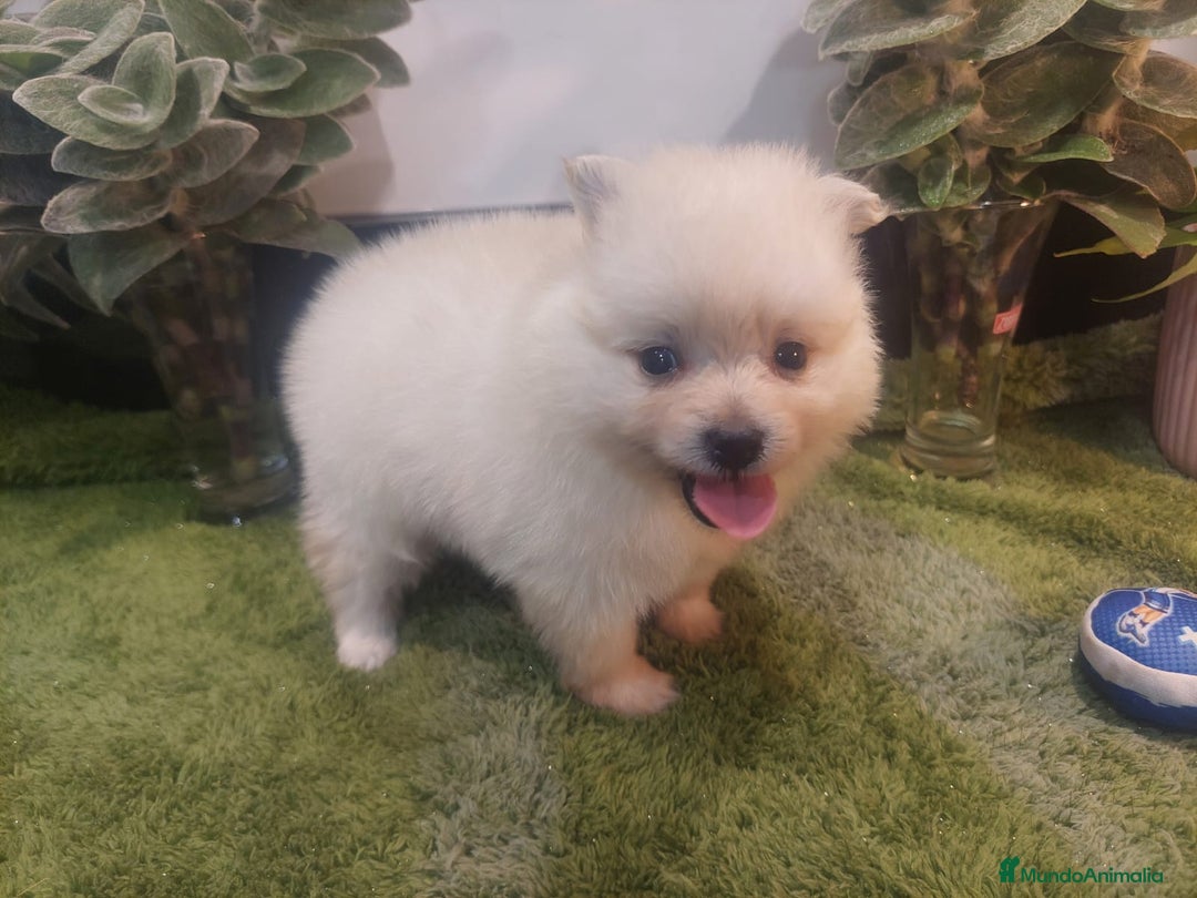 Pomerania perros en venta: POMERANIA MACHO MINI - Imagen 1