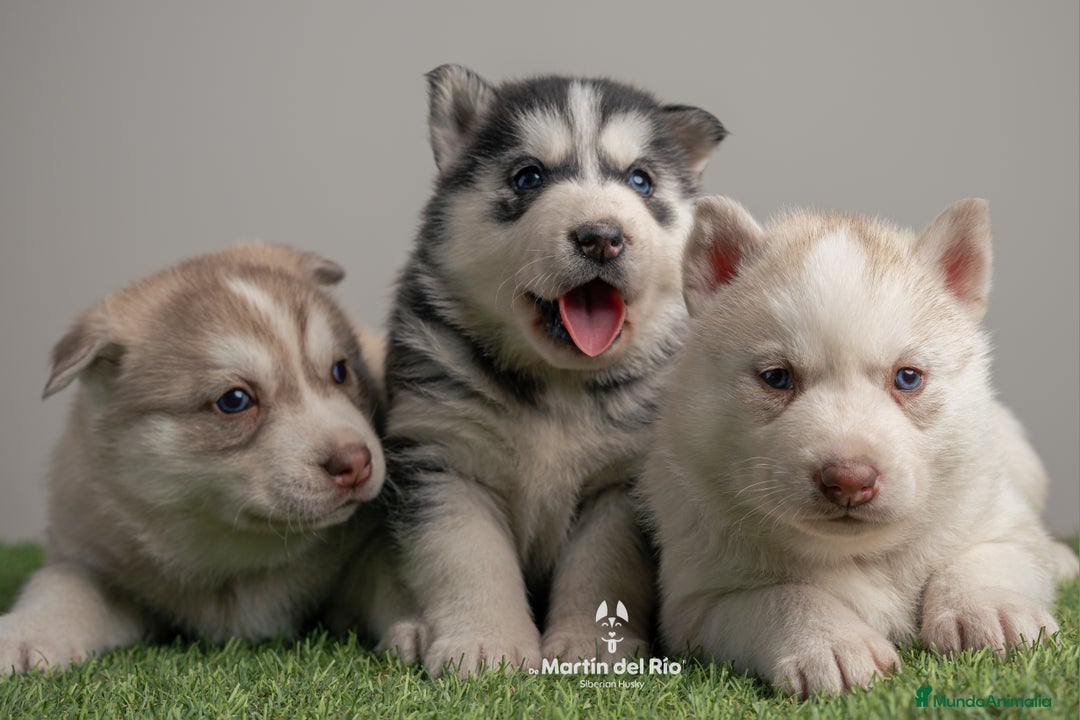 Husky Siberiano perros en venta: IDEAL CAMADA HUSKY - Anuncio 2