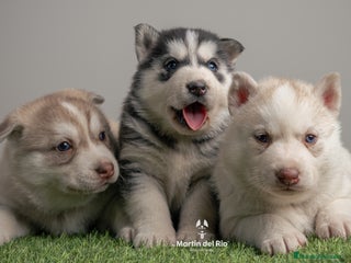 Husky Siberiano perros IDEAL CAMADA HUSKY - Anuncio 1