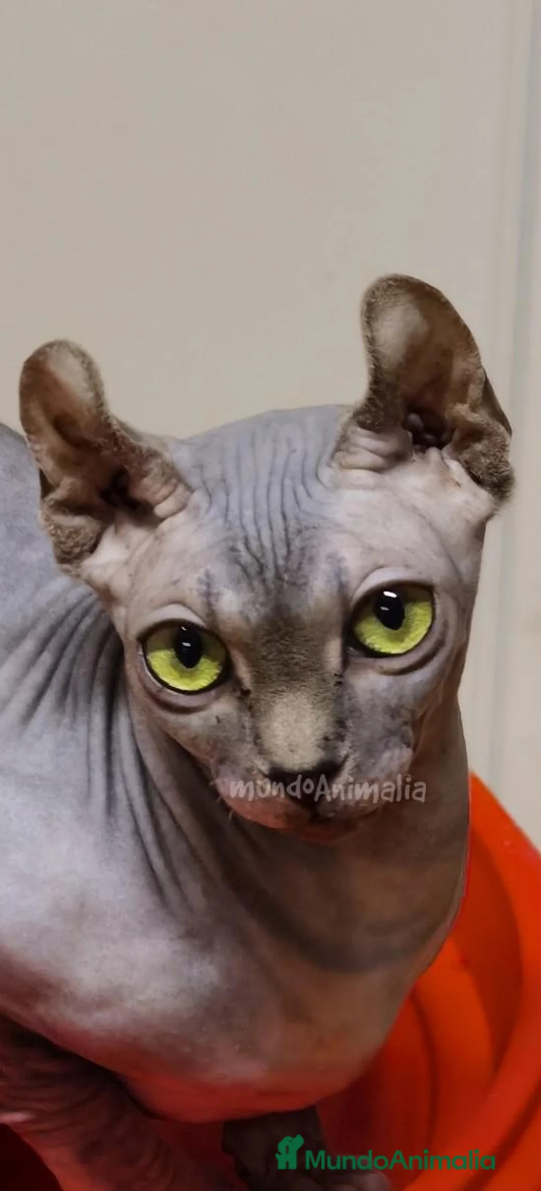 Imagen de galería {{count}}