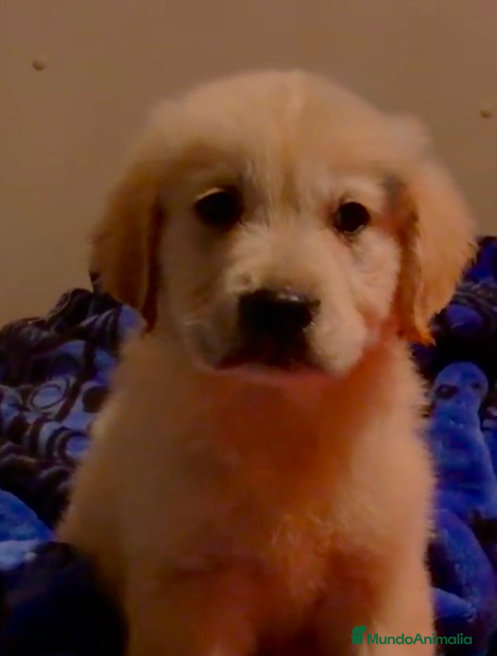 Golden Retriever perros Golden retriever  - Anuncio 1