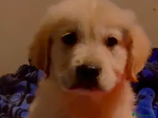 Golden Retriever perros Golden retriever - Anuncio 1