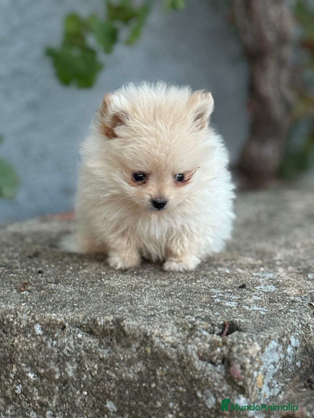 Yorkshire Terrier perros en venta: milcachorros.es disponemos casi todas las razas  - Imagen 3