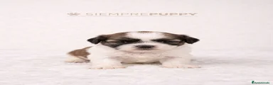 Shih Tzu 4