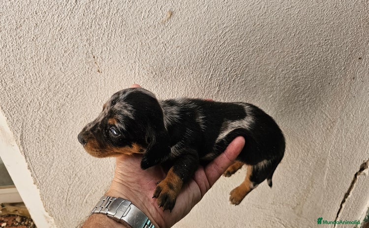 Teckel perros - Anuncio 1