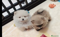 Pomerania perros en venta: Lulus Pomeranias rusos  - Imagen 3