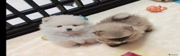 Pomerania perros en venta: Lulus Pomeranias rusos  - Anuncio 3