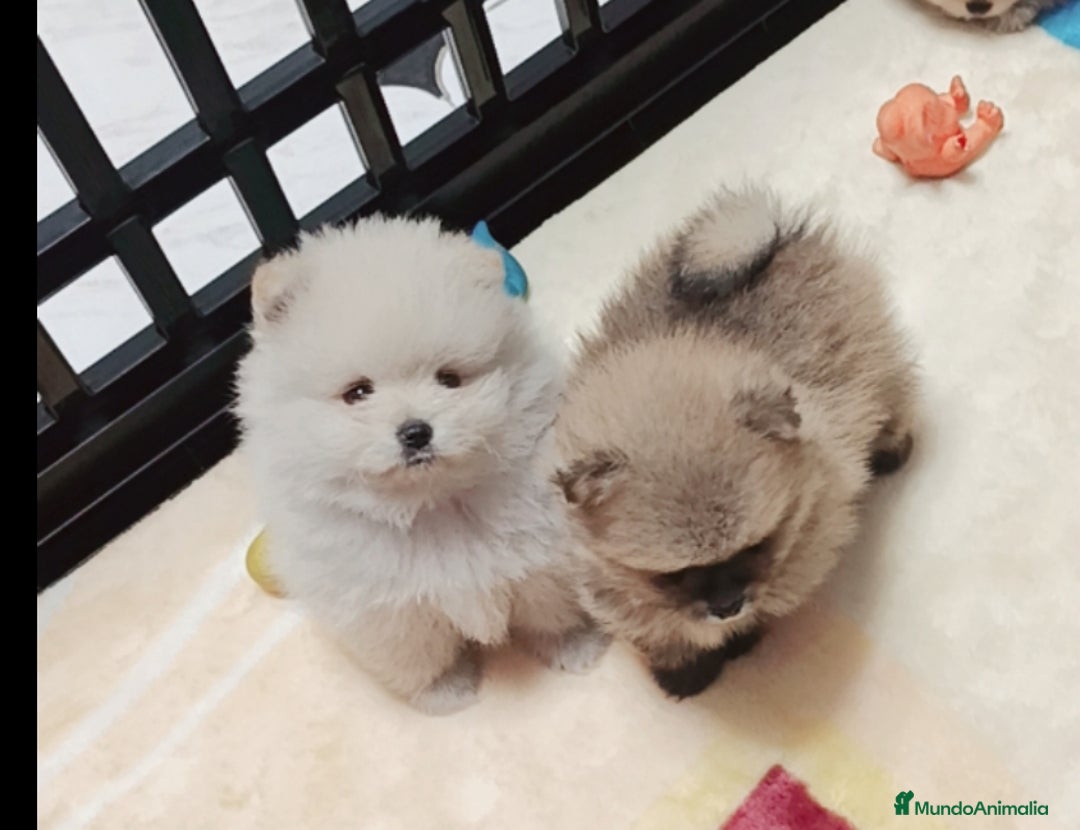 Pomerania perros en venta: Lulus Pomeranias rusos  - Imagen 3