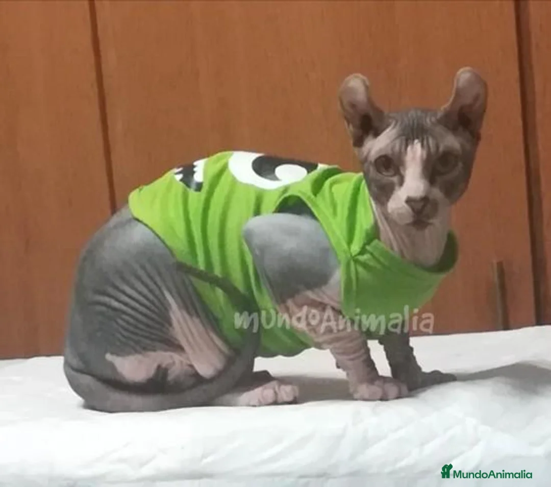 Imagen de galería {{count}}