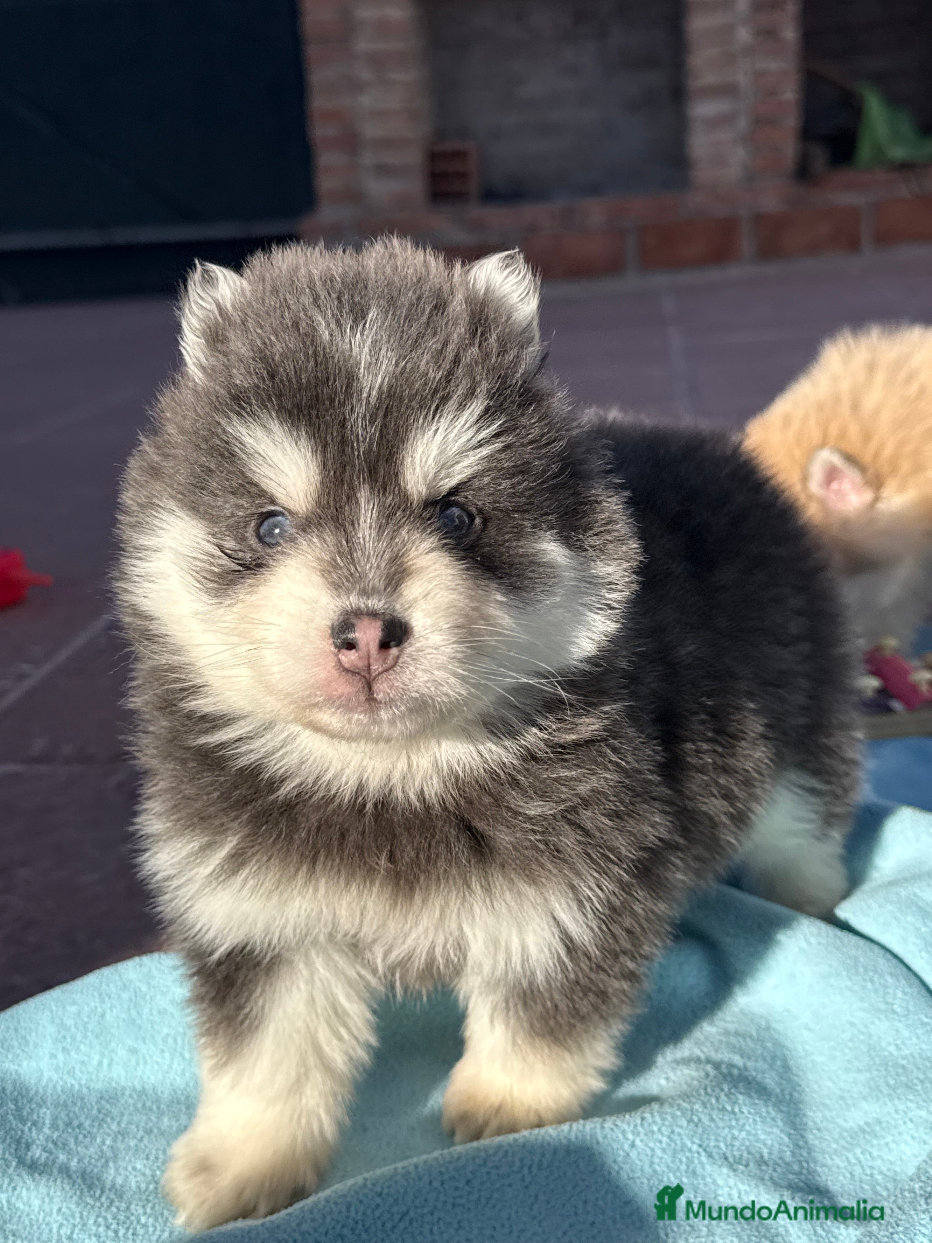 Pomsky perros Pomsky mini huskys ojos azules  - Anuncio 4