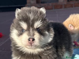 Pomsky perros Pomsky mini huskys ojos azules - Anuncio 4
