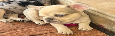 Bulldog Francés Cachorro 1