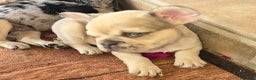 Bulldog Francés perros en venta: Bulldog francés  - Anuncio 1