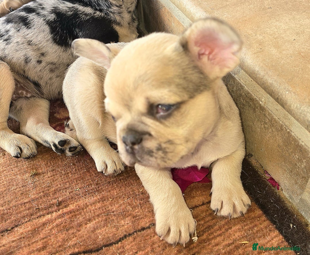 Bulldog Francés perros en venta: Bulldog francés  - Anuncio 1