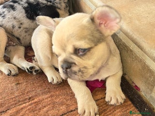 Bulldog Francés perros Bulldog francés - Anuncio 1