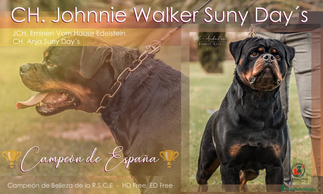 Rottweiler perros para monta: Campeón de España Para montas - Anuncio 2