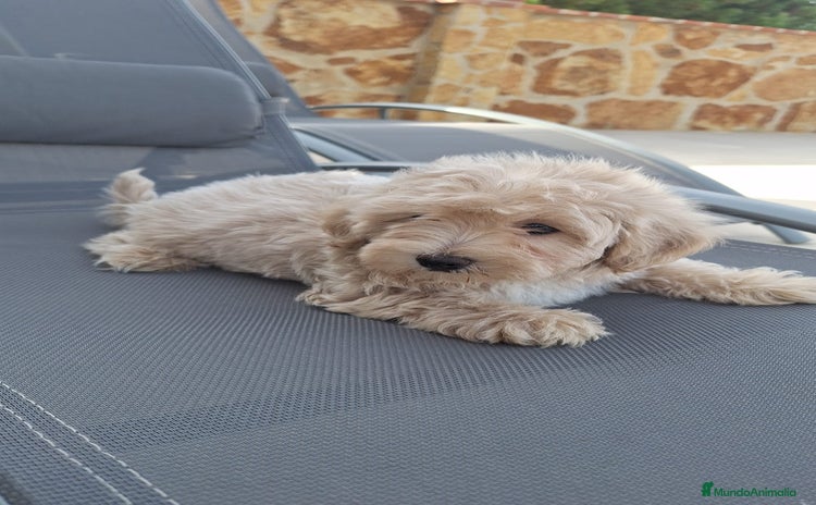 Maltipoo perros - Anuncio 2