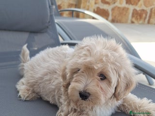 Maltipoo perros - Anuncio 1