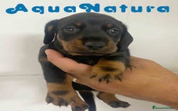 Teckel Miniatura perros en venta: Teckel Macho de Tita Junior y Tilo AQUANATURA - Imagen 3