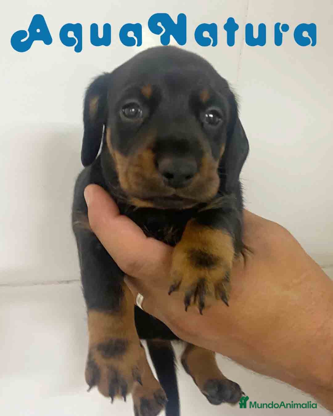 Teckel Miniatura perros en venta: Teckel Macho de Tita Junior y Tilo AQUANATURA - Imagen 3