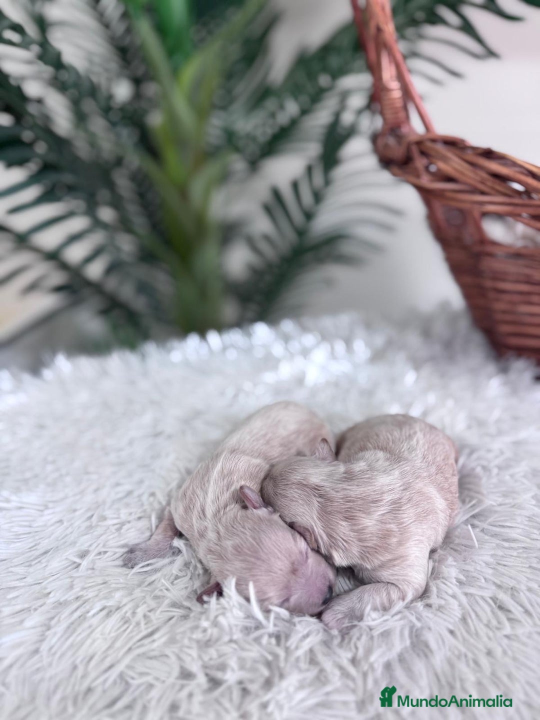 Maltipoo perros en venta: MALTIPOO HEMBRA - Imagen 8