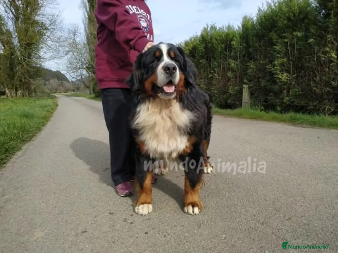 Imagen de galería {{count}}