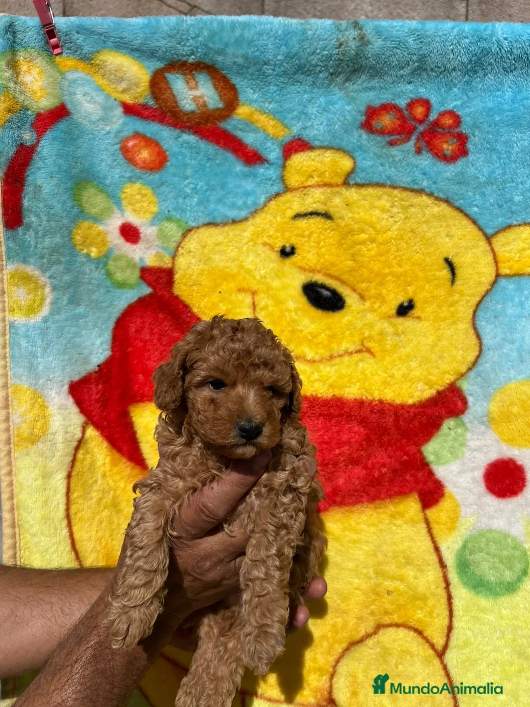 Caniche Toy perros en venta: Caniche toy  - Anuncio 2