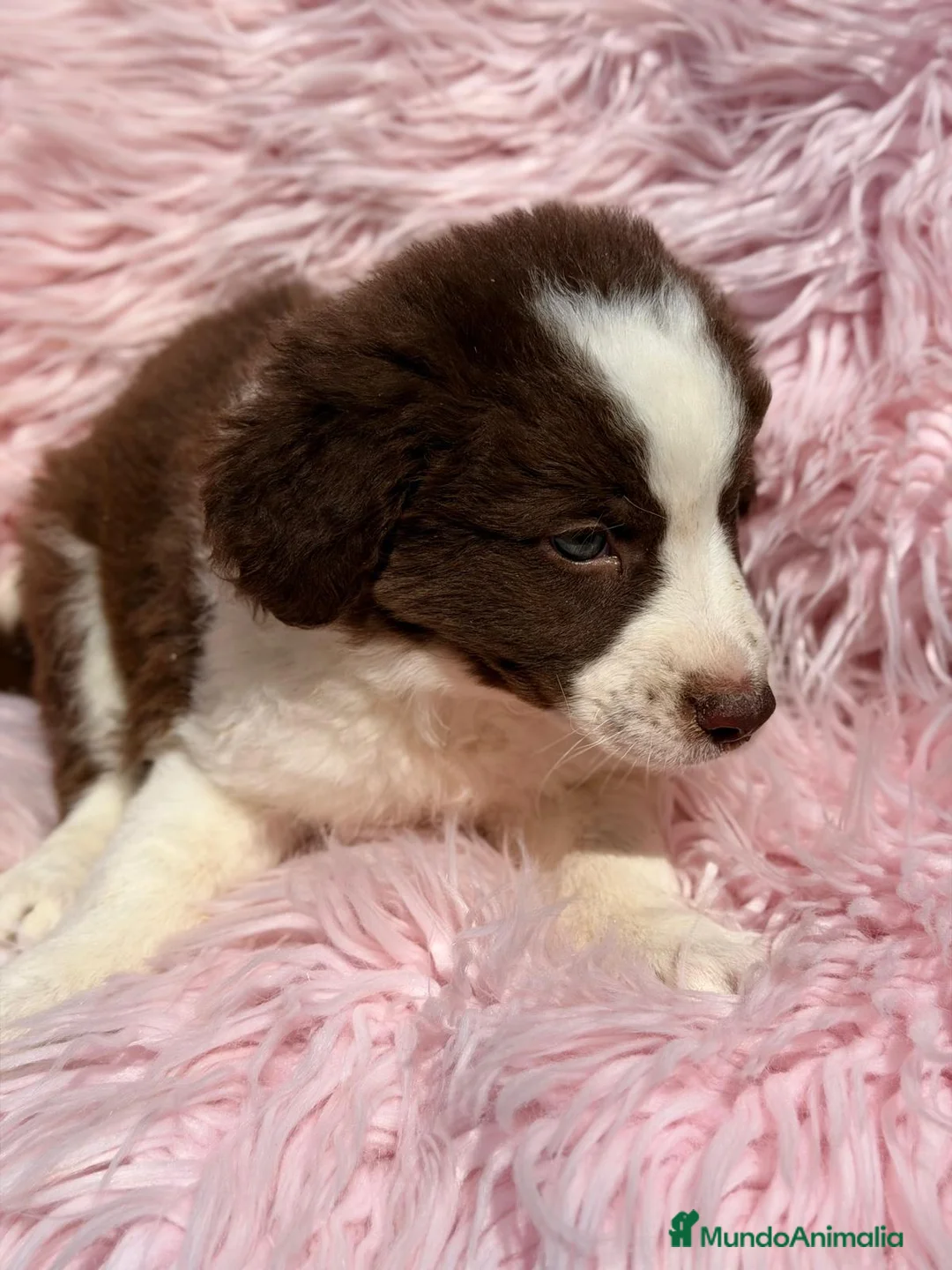 Border Collie perros en venta: BORDER COLLIE HEMBRA CHOCOLATE - Anuncio 7