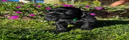 Cocker Spaniel Inglés perros en venta: Cocker negro - Anuncio 1