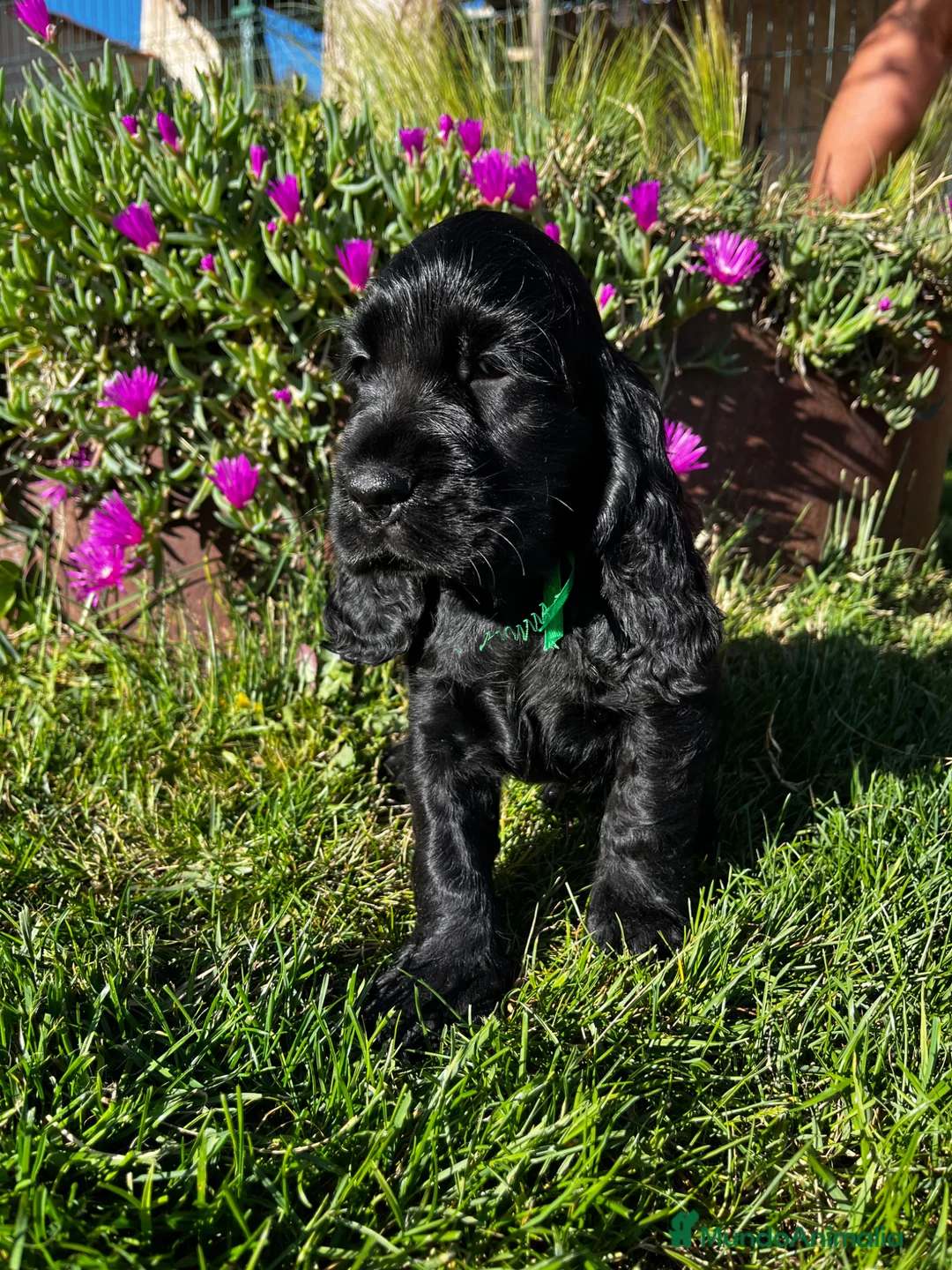 Cocker Spaniel Inglés perros en venta: Cocker negro - Anuncio 1