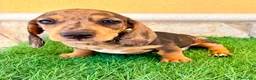 Teckel Miniatura perros en venta: Teckel miniatura merle choco - Anuncio 12