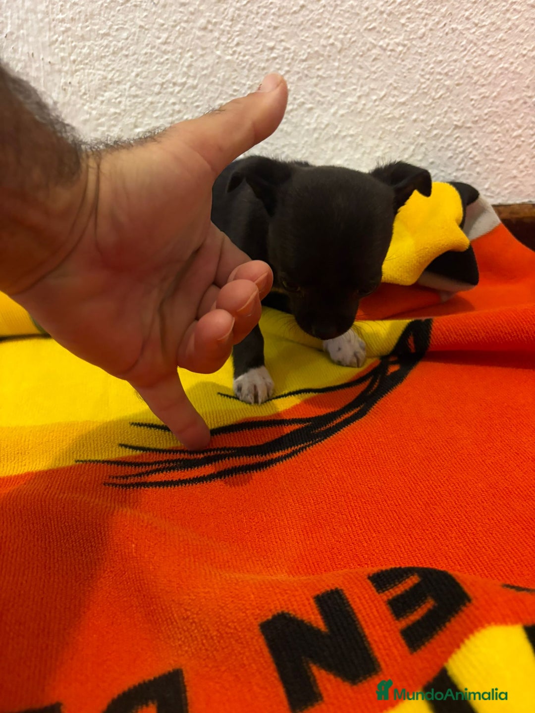 Chihuahua perros en venta: Chihuahua toy - Imagen 10