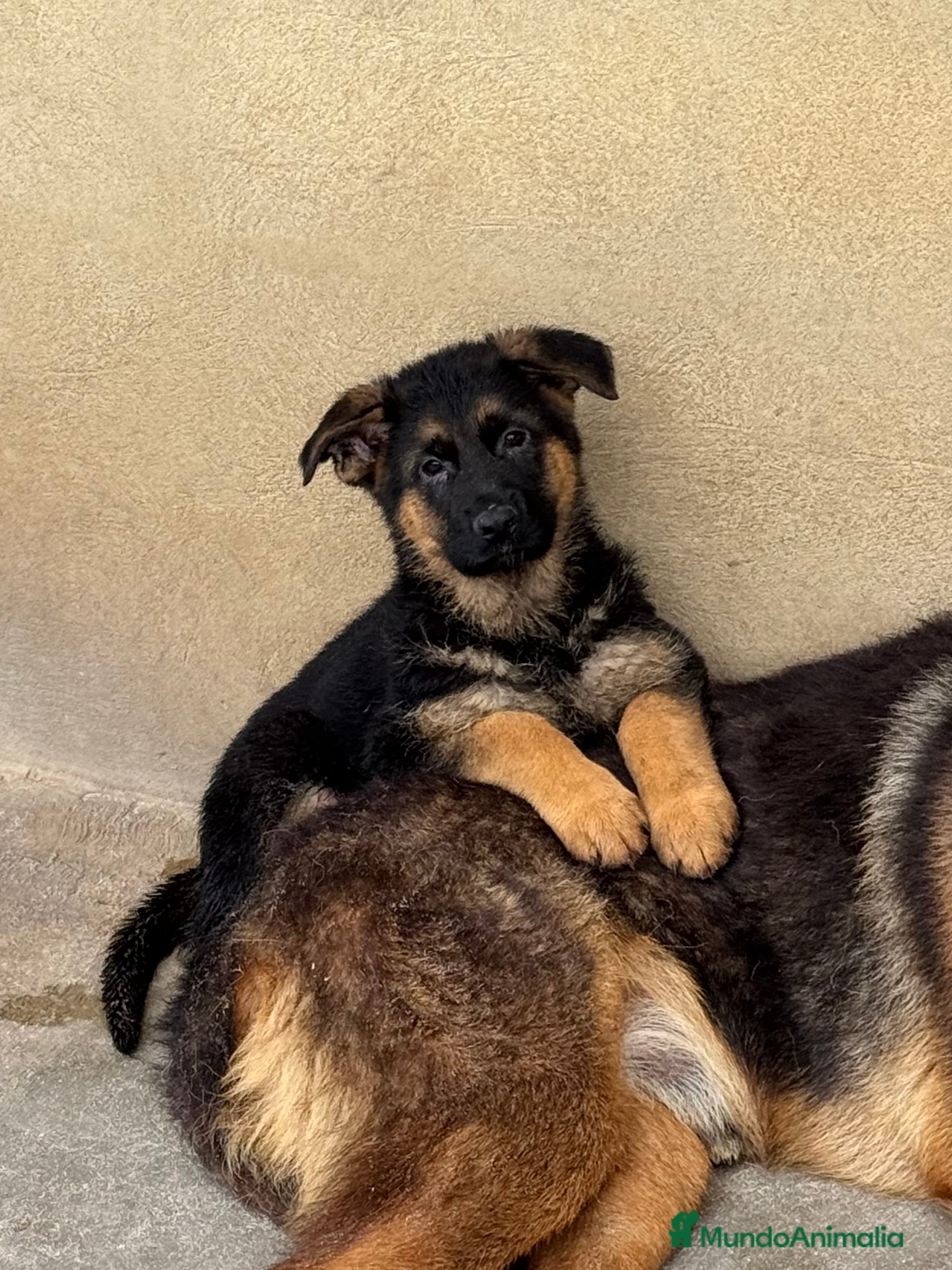Pastor Alemán perros CACHORROS DE PASTOR ALEMAN - Anuncio 1