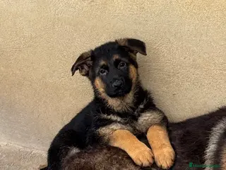 Pastor Alemán perros CACHORROS DE PASTOR ALEMAN - Anuncio 1
