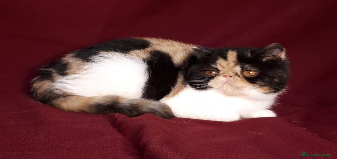 Imagen de galería {{count}}