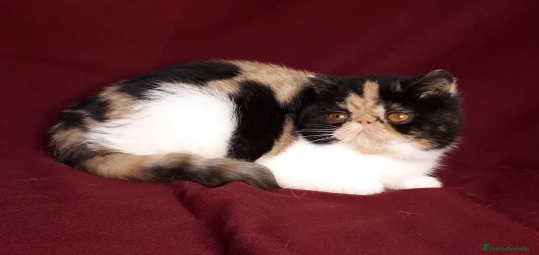 Imagen de galería {{count}}