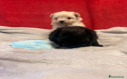 Raza Mixta perros en venta: Pomapoo Hembrita negra!!  - Imagen 2