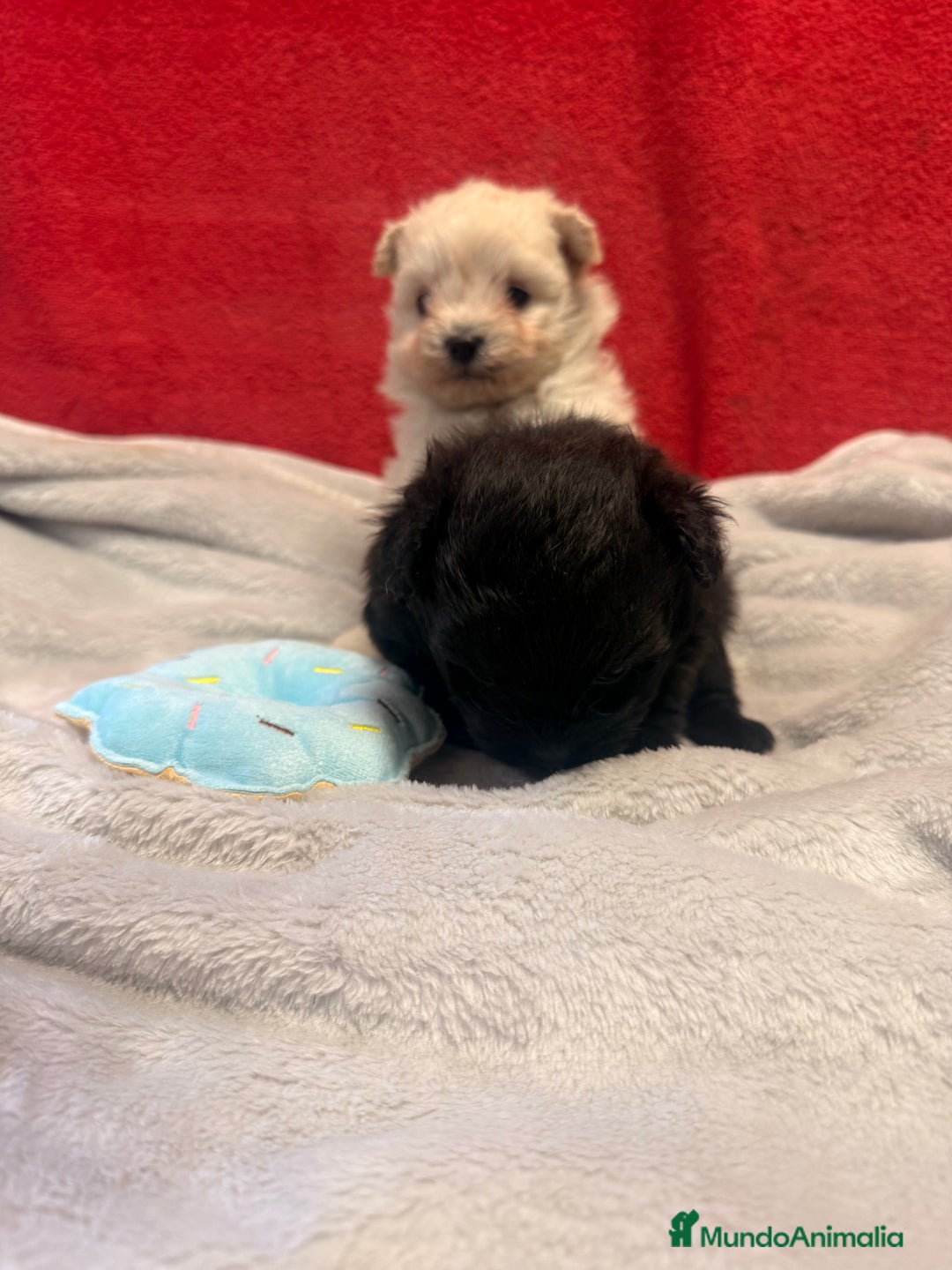 Raza Mixta perros en venta: Pomapoo Hembrita negra!!  - Imagen 2