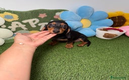 Teckel Miniatura perros en venta: Hembra y Macho Teckel Kaninchen Negro y Fuego - Imagen 4