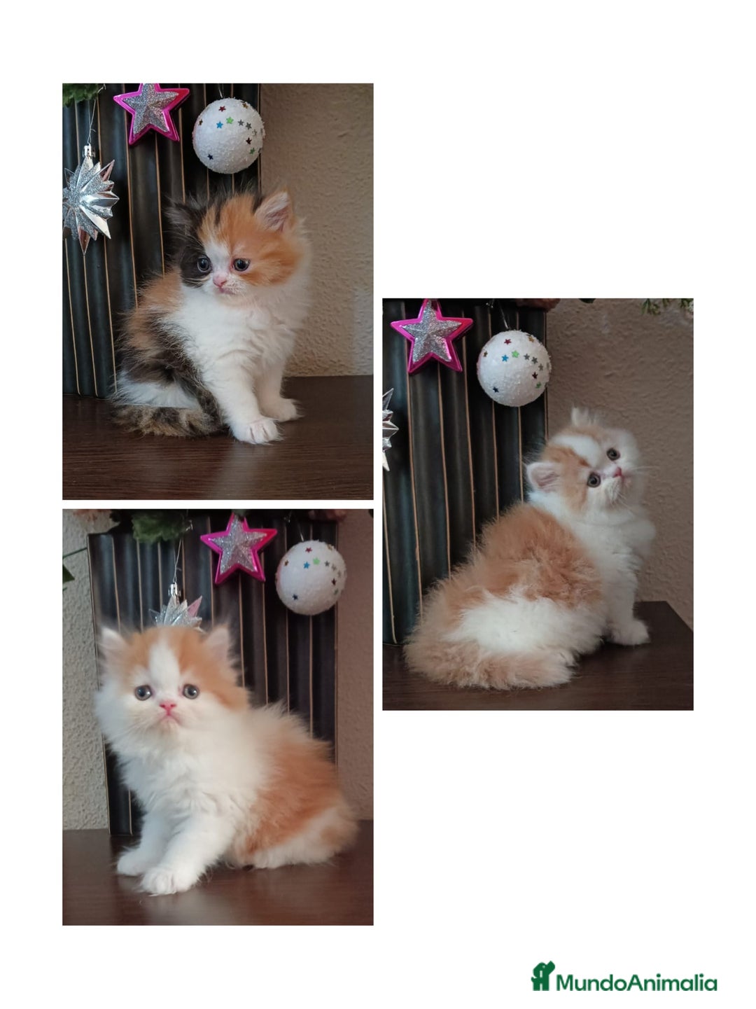 Persa gatos en venta: Gatos persas - Anuncio 1