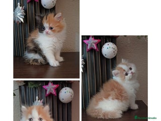 Persa gatos Gatos persas - Anuncio 2