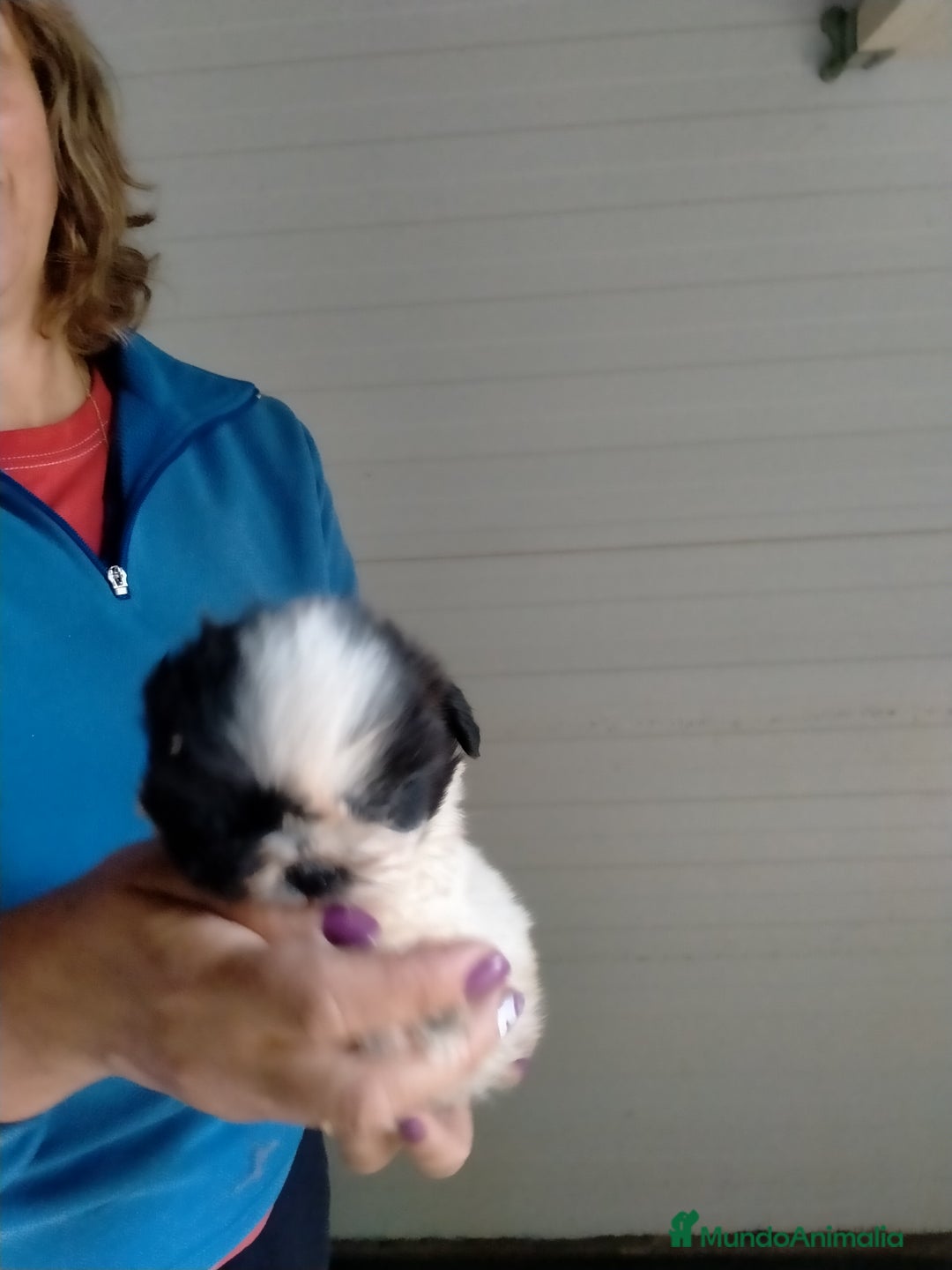 Shih Tzu perros en venta: Cachorritos de shih tzu  - Imagen 2