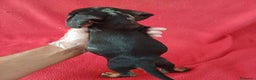 Teckel perros en venta: Teckel  - Anuncio 5