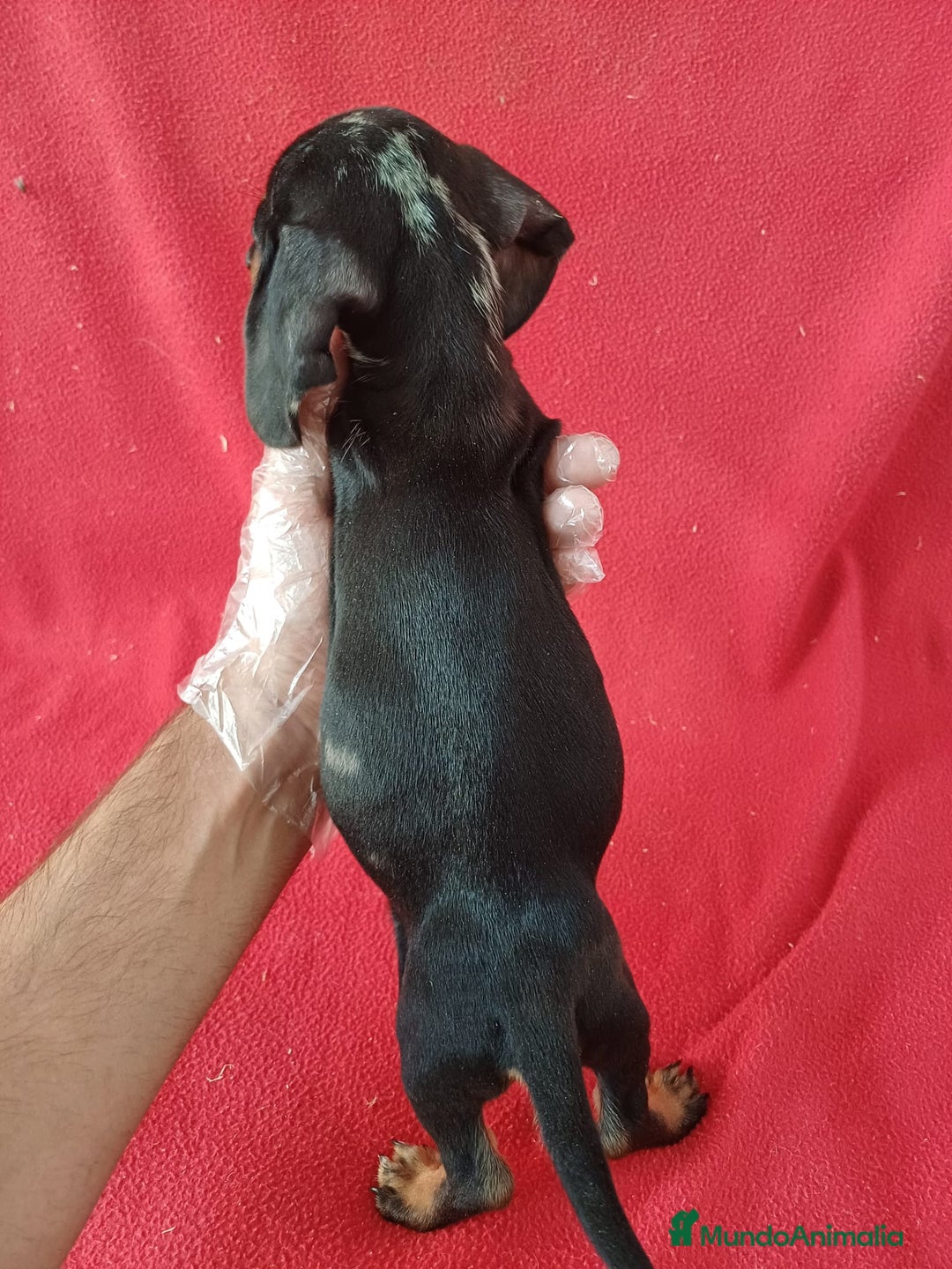 Teckel perros en venta: Teckel  - Anuncio 5