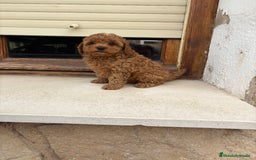 Caniche Toy perros en venta: Caniche toy - Imagen 2