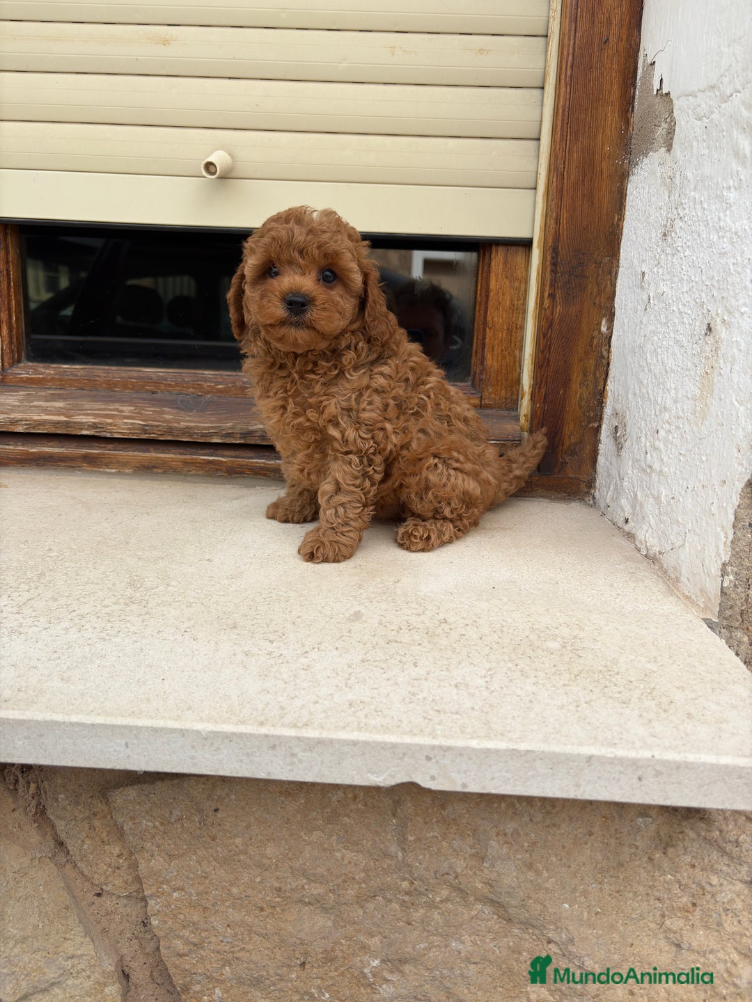 Caniche Toy perros en venta: Caniche toy - Imagen 2