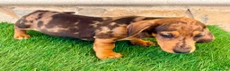 Teckel Miniatura perros en venta: Teckel miniatura merle choco - Anuncio 18