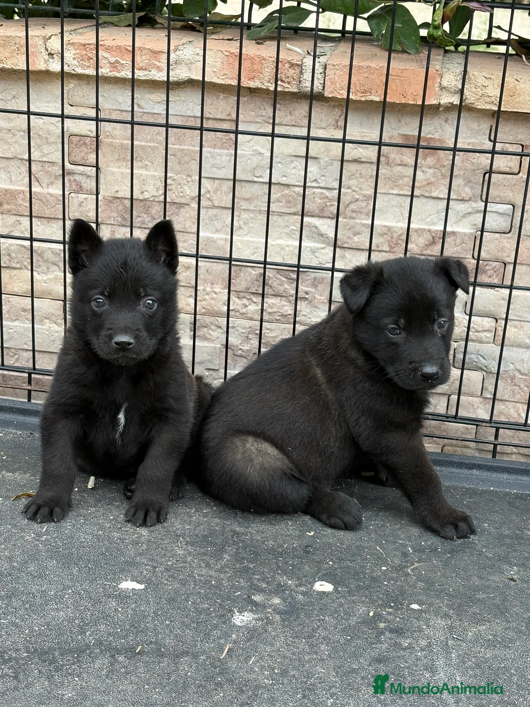 Pastor Belga Malinois perros en venta: Cachorros Malinois  - Anuncio 1
